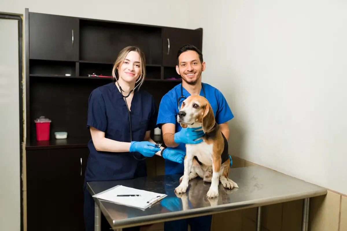 Veterinarias — gestión de turnos online con Cloxsy